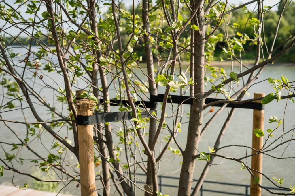 Can you take relief from a staked tree in a penalty area? - National Club Golfer | National Club Golfer